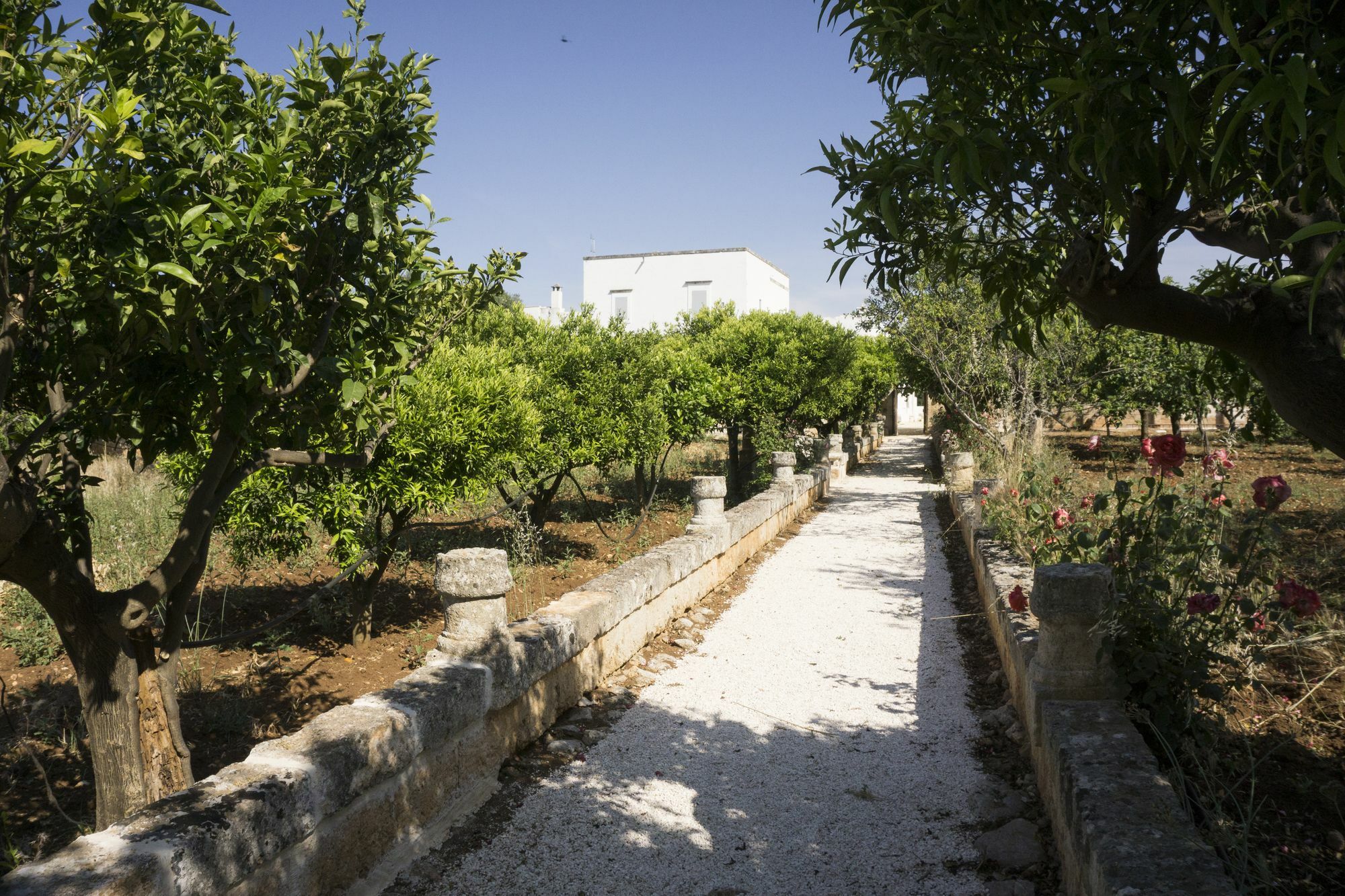 Masseria Capece Пецце ди Греко Екстериор снимка